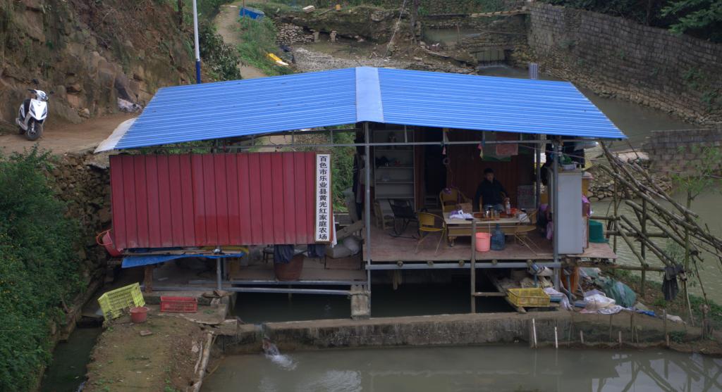 百坭村鱼鸭养殖基地